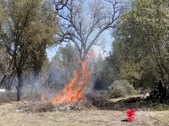 a controlled fire in a wooded area during daylight. The fire is burning a pile of dead branches and leaves, with flames reaching high into the air. In the foreground, there is a red bucket and a tool, possibly a rake, lying on the ground. Trees surrounding the fire appear healthy and unaffected by the flames. Smoke is visible, rising from the fire and blending with the clear sky above.