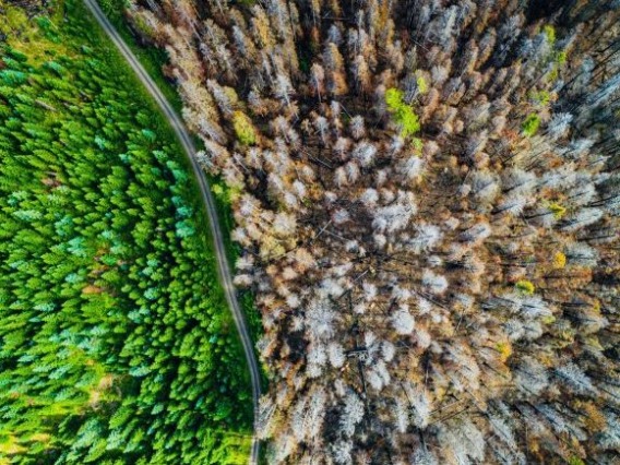 Top View of Trees