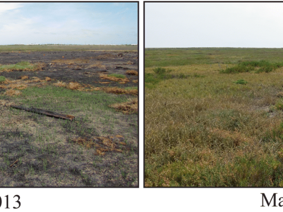 Side by side comparison photos of a California salt marsh in June of 2013 and May of 2015.