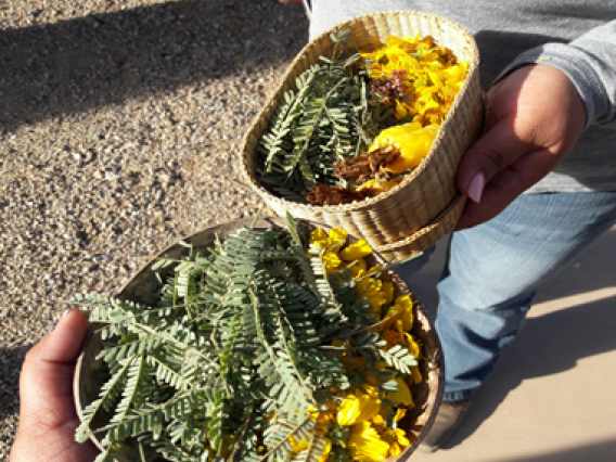 Photo taken after the fruit has been harvested from the cactus.