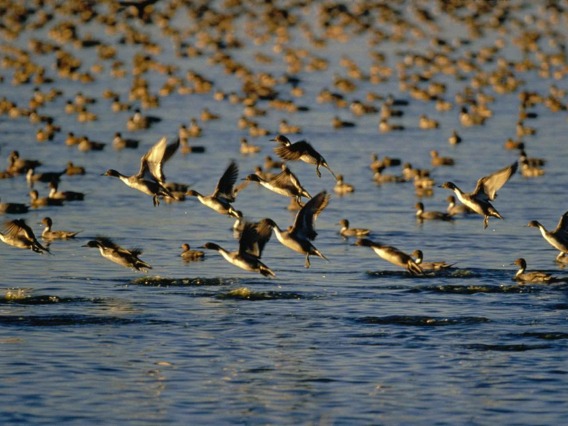 Wild ducks in flock flying over water.