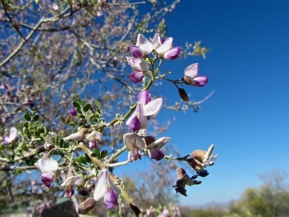 Olneya tesota in flower, Old Tucson, Arizona.