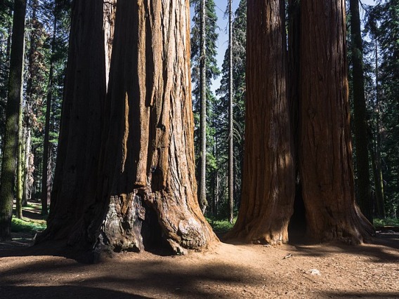 Giant sequoias in Giant Sequoia National Monument.