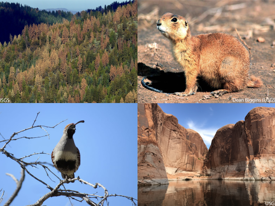 Collage of photos with an overview of a forest, a groundhog, a qual, and Lake Powell.