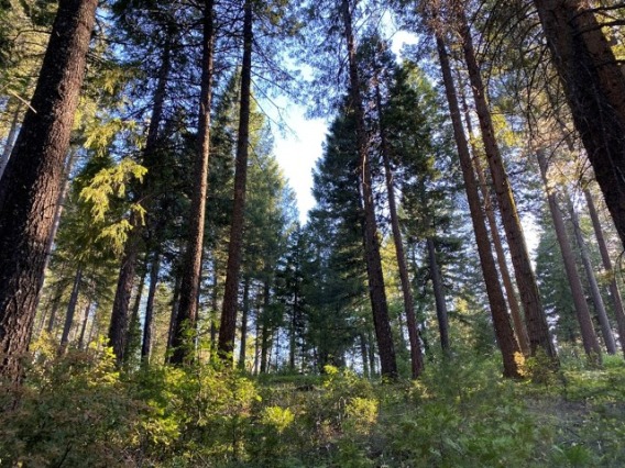Groundshot of tall trees in a forest.