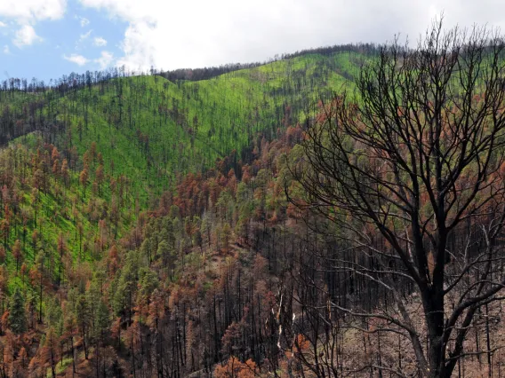 Mountain forest in New Mexico.