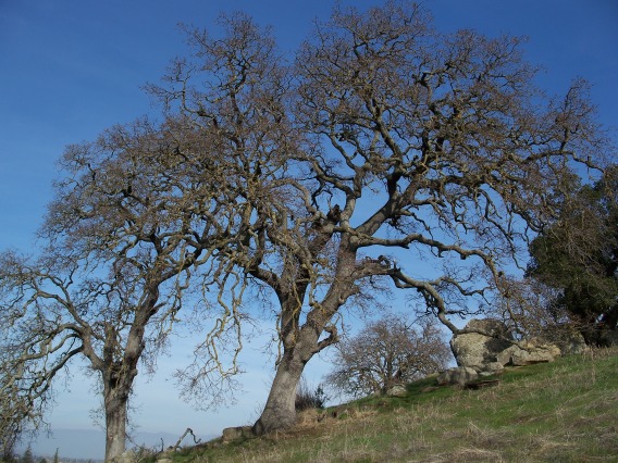 Photo of a Blue Oak.