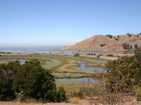 Salt marsh in San Francisco bay.