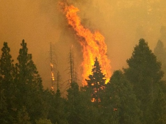 A photo of a forest fire with flames getting taller than the tree line.