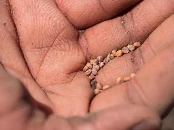 Seeds in a hand.