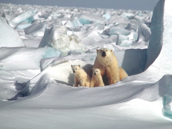 An adult polar bear and two cubs sitting in the arctic.