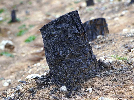 A tree stump that has been burned due to a forest fire.