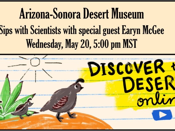 Flyer for Sips with Scientists reads: Arizona-Sonora Desert Museum - Sips with Scientists with special guest Earyn McGee - Wednesday, May 20, 5:00 pm MST.