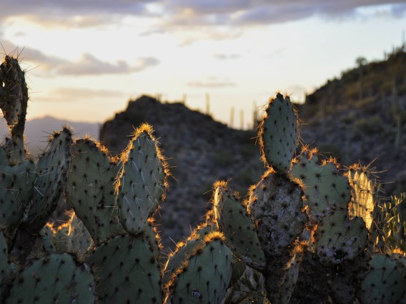 Cacti with sunset background