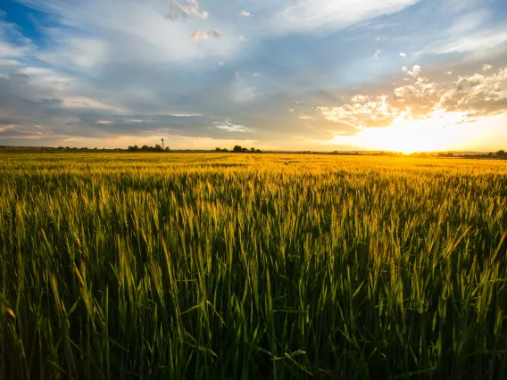 Sun on the horizon, blue sky, over wheatfield