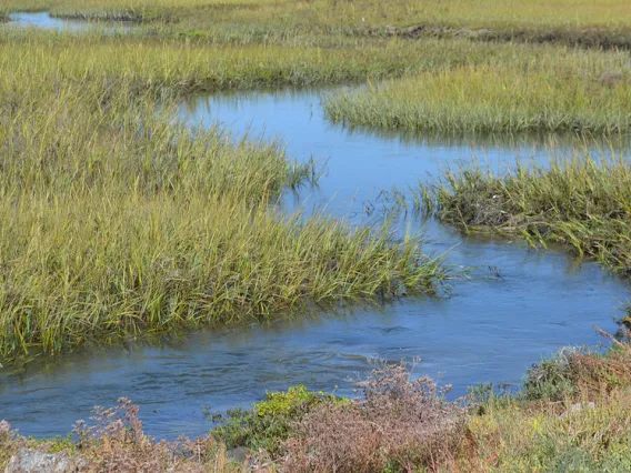 Cordgrass at Seal Beach National Wildlife Refuge