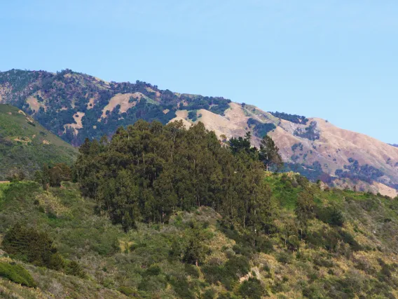 A scenic landscape featuring a hilly terrain with a mixture of lush green vegetation and patches of brown, dry grass. The foreground includes a dense cluster of tall trees, while the background showcases rolling hills with a mosaic of greenery and exposed rocky areas under a clear blue sky.