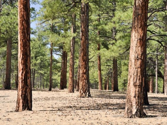 Pine forest, Sunset Crater Volcano National Monument, Arizona