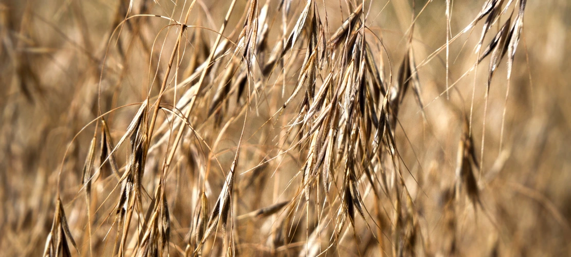 Dry cheatgrass with seeds