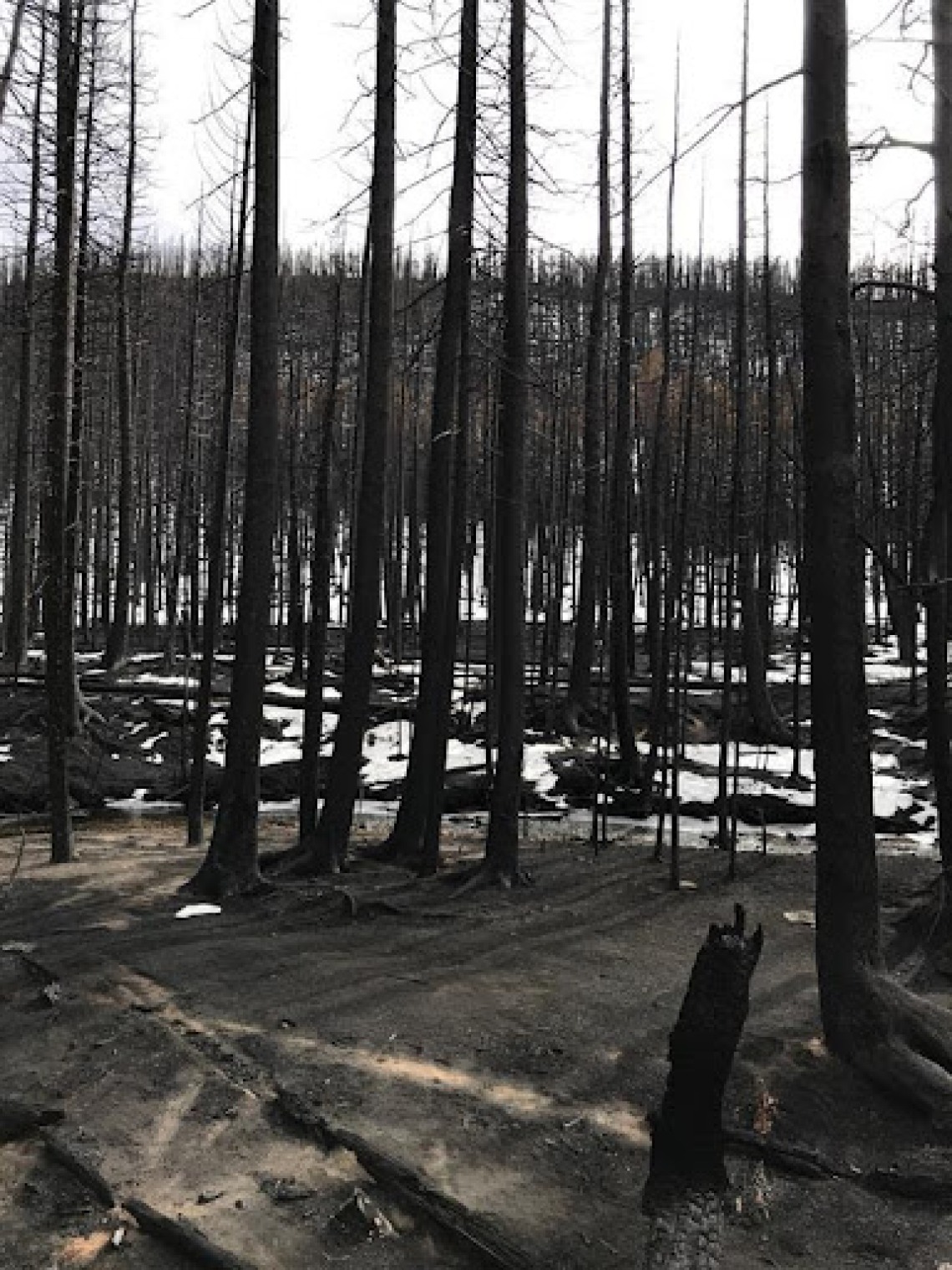 Forest remnants after Cameron Peak Fire.