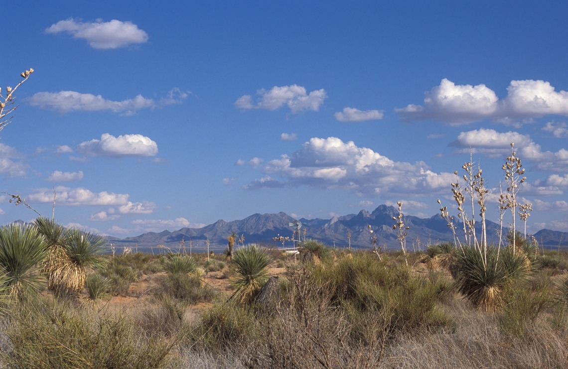 Photo of a Sonoran desert landscape.