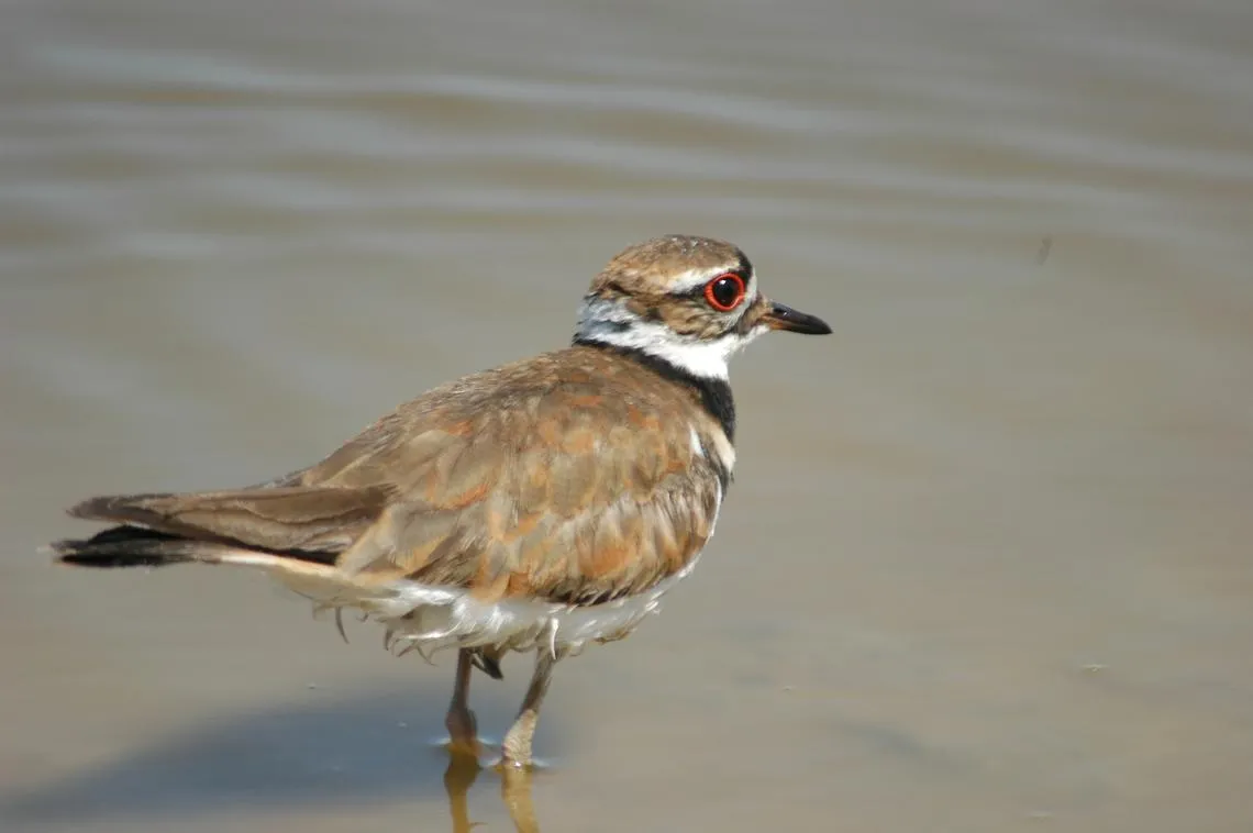 Killdeer bird standing in shallow water.