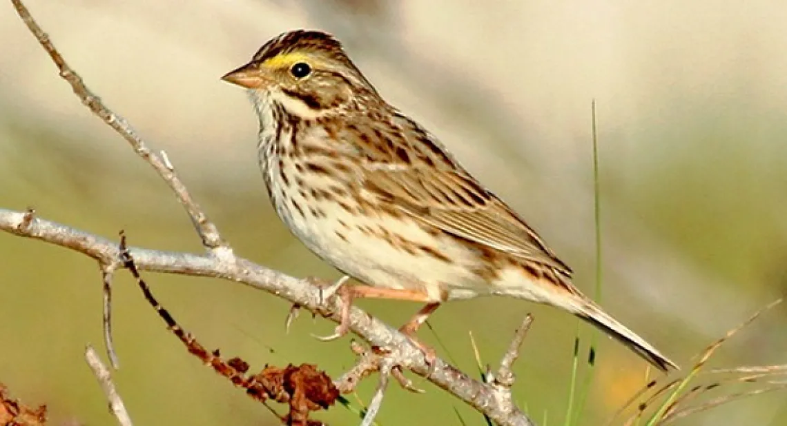 Photo of a Spanish Sparrow perched on a small branch.