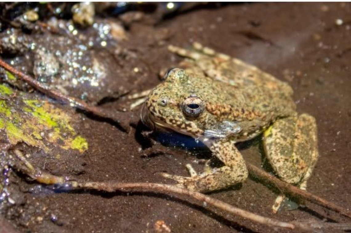Foothill Yellow-legged Frog sitting in the mud
