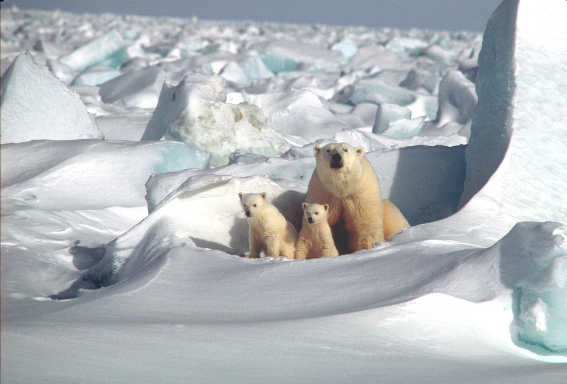 An adult polar bear and two cubs sitting in the arctic.
