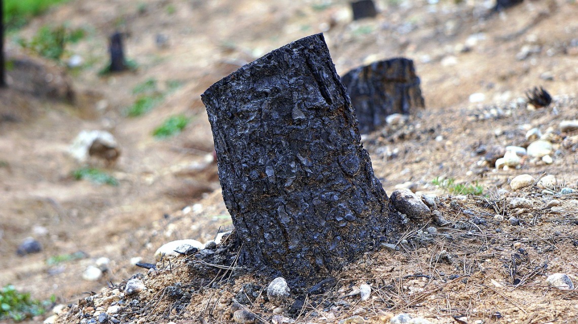 A tree stump that has been burned due to a forest fire.