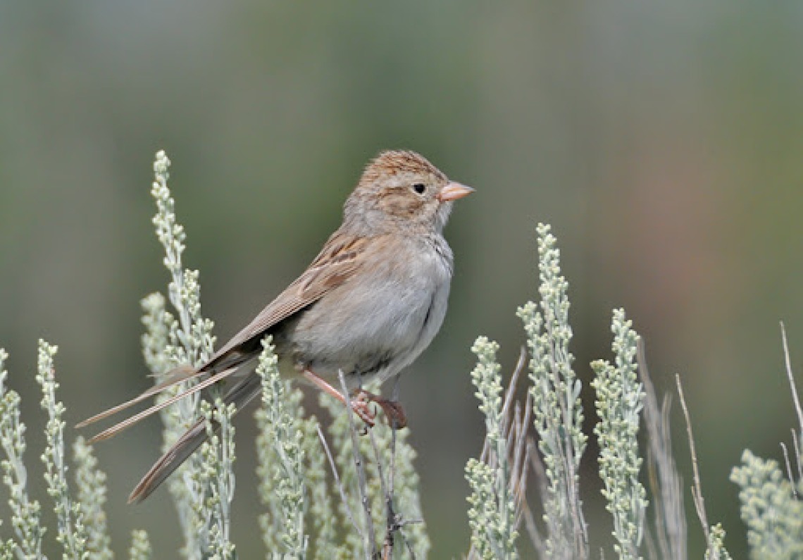 Brewer’s Sparrow photo