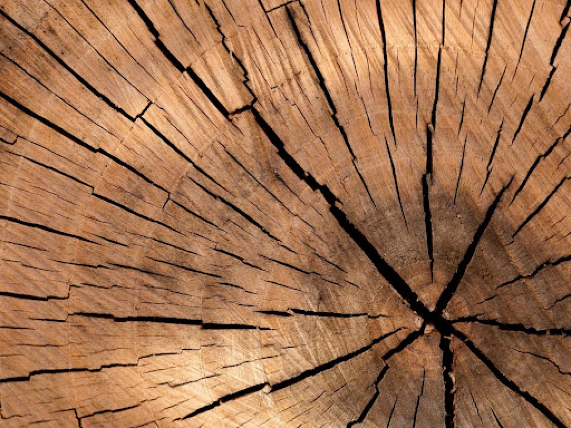 Tree Rings