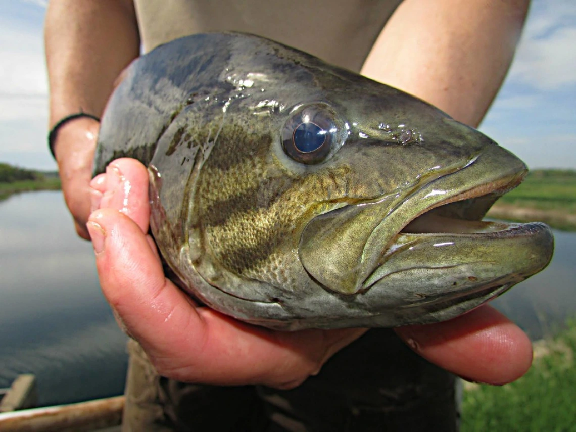 Smallmouth bass close to the camera held by person using both hands