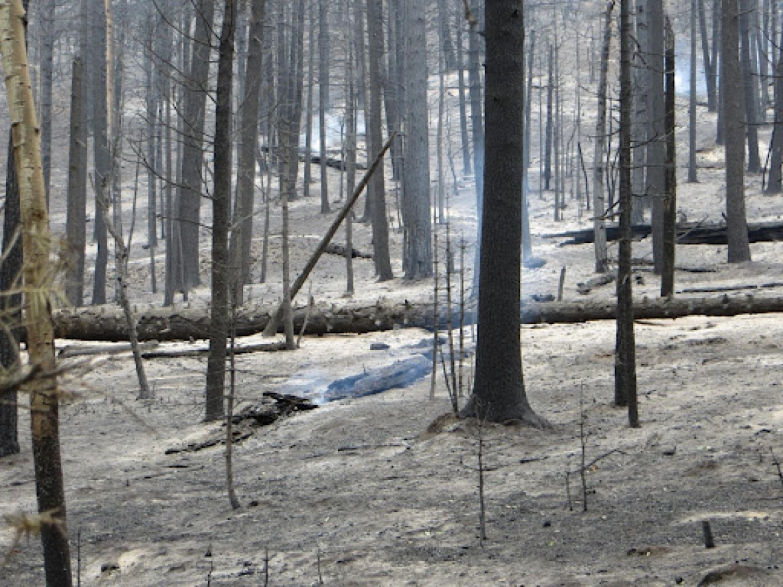 Forest landscape, post-fire with visible smoke