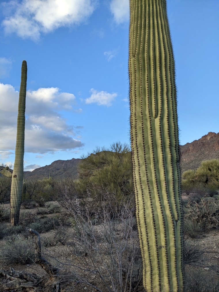 Two cacti with mountain background