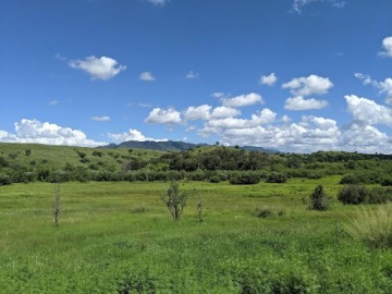 Picture of a field with a mostly clear blue sky and green foliage.