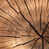Tree Rings