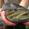 Smallmouth bass close to the camera held by person using both hands