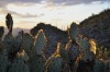 Cacti with sunset background